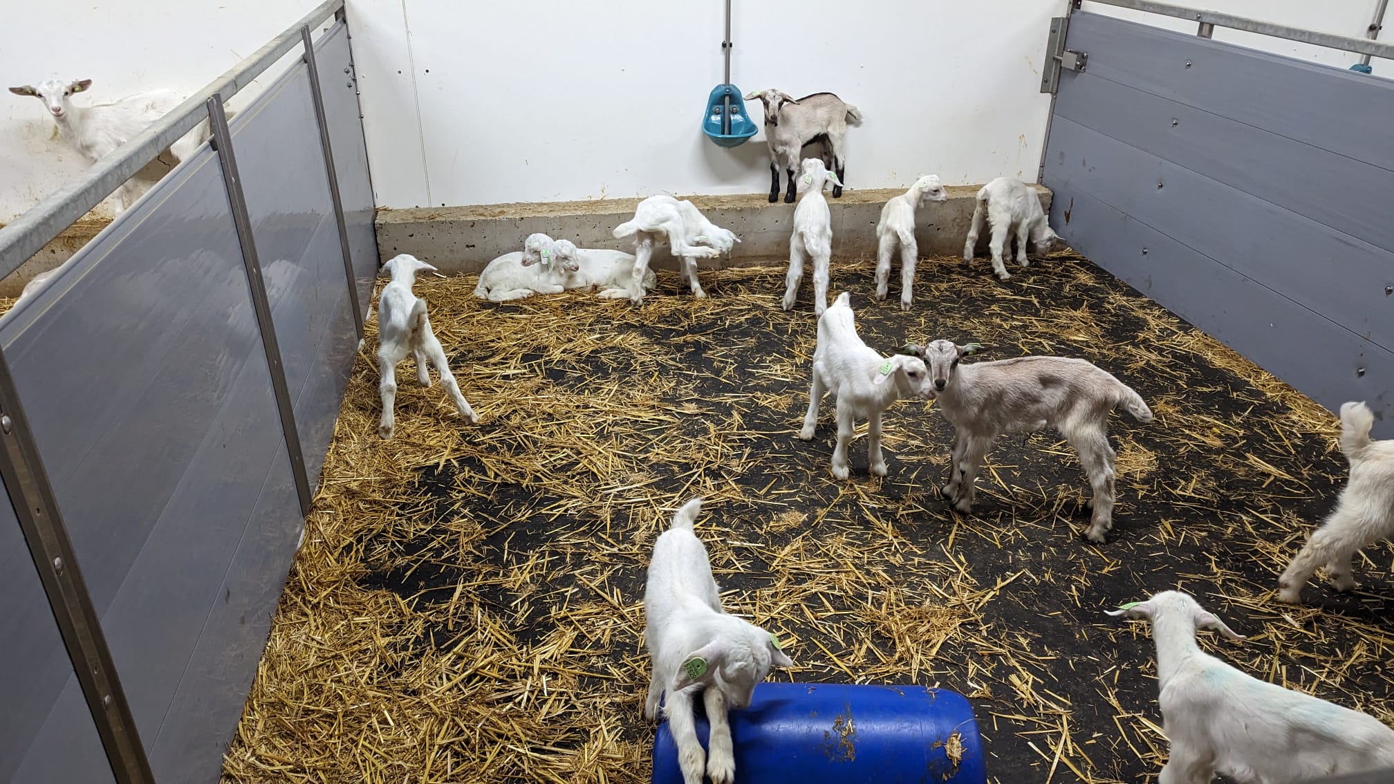 High Welfare Floor voor geitenlammeren