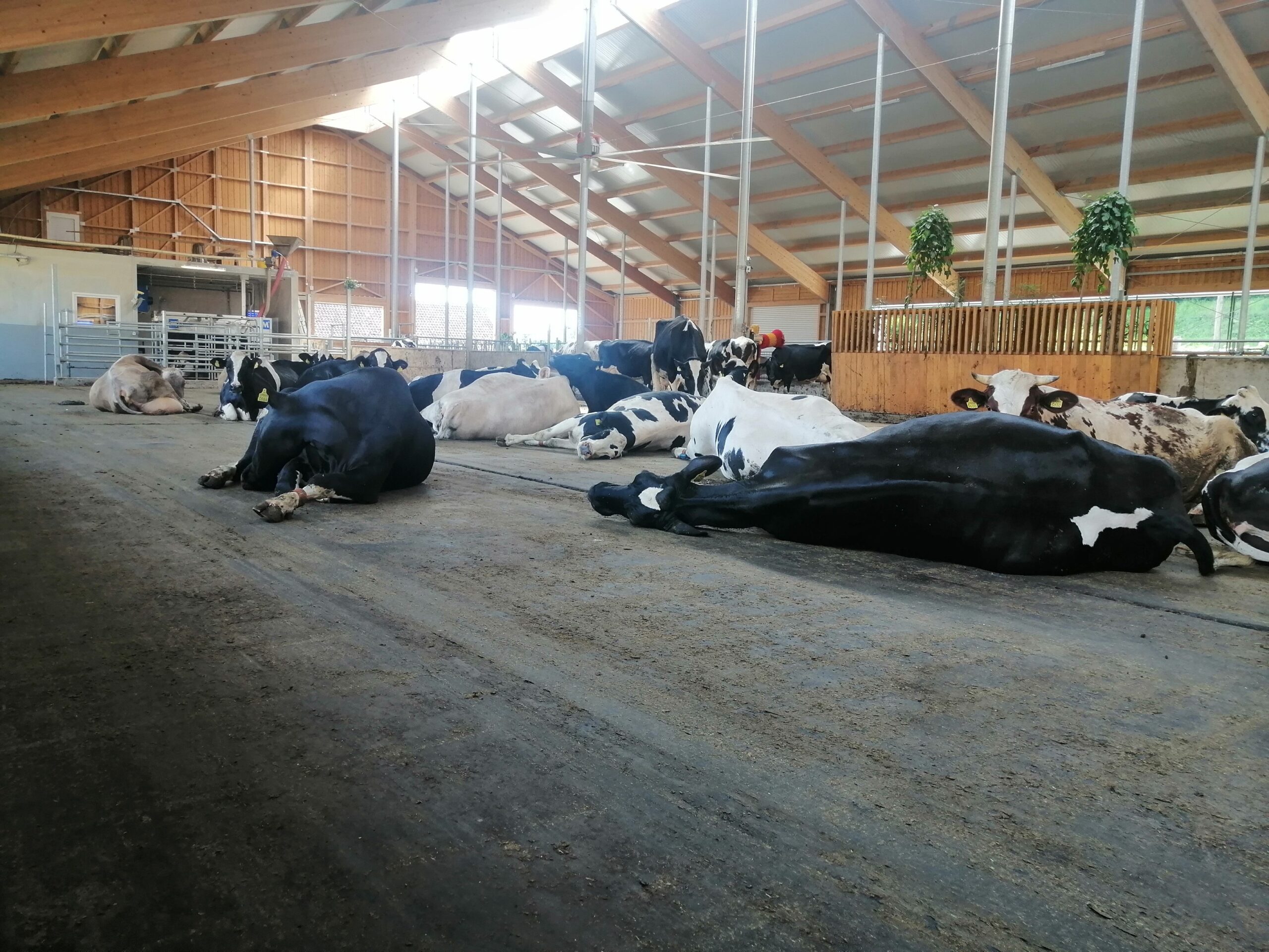 High Welfare Floor als vrijloop in Slovenië
