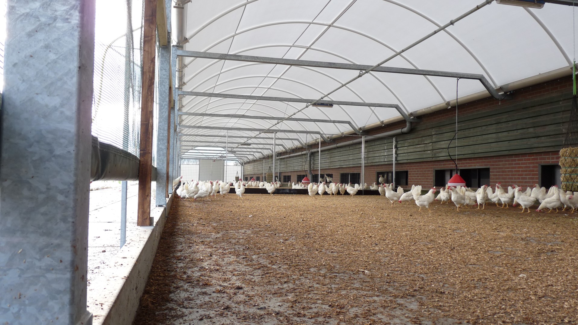 Wintergarten biologische leghennen