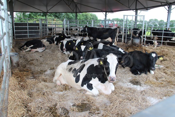 thumbnail_https://idagro.nl/wp-content/uploads/roundhouse-voor-droogstaande-koeien.jpg